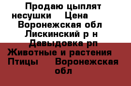 Продаю цыплят несушки  › Цена ­ 100 - Воронежская обл., Лискинский р-н, Давыдовка рп Животные и растения » Птицы   . Воронежская обл.